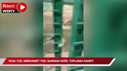 Yasa yok, merhamet yok: Barınak değil toplama kampı!