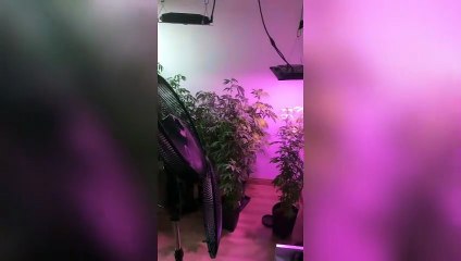 PMs encontram estufa de maconha em apartamento, em Curitiba