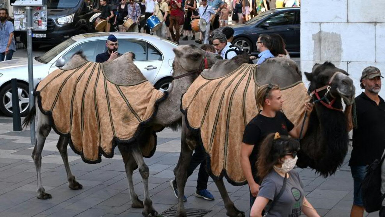 Warum unlängst eine Kamel-Karawane durch Budapest zog