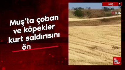 Muş'ta çoban ve köpekler, kurt saldırısını önledi