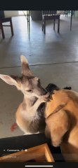 Kangaroo and dog ❤️