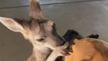 Kangaroo and dog ❤️