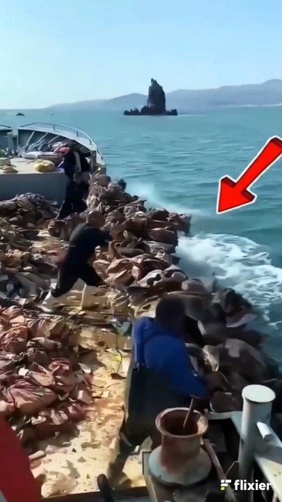 قنديل البحر مشروع مربح في الصين!  Jellyfish is a profitable project in China!
