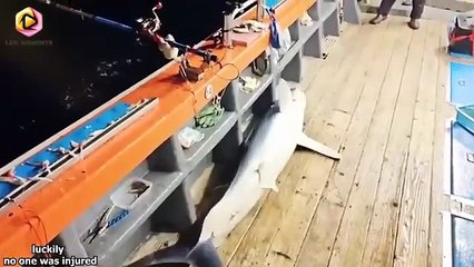 Moments You Must See To Believe  Incredible Moments