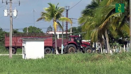 La zafra cubana no alcanza las 150,000 toneladas de azúcar, el peor resultado en más de un siglo