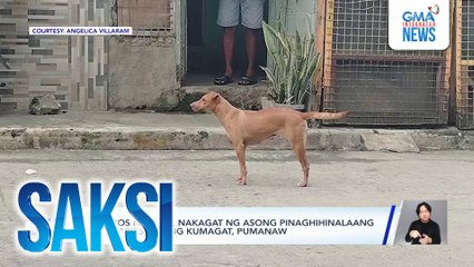 6-anyos na bata, nakagat ng asong pinaghihinalaang may rabies; asong kumagat, pumanaw | Saksi