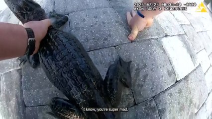 Así sacan un caimán de una piscina de Florida ante la mirada de los vecinos