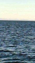 Balenottera avvistata alle Isole Formiche