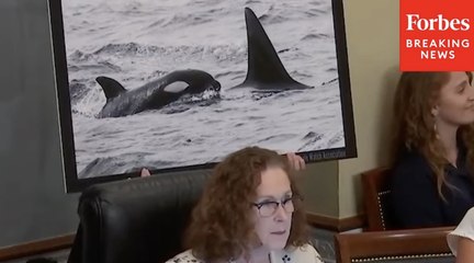 'We Cannot Undo Decades Of Progress': Hoyle Slams GOP Effort To 'Gut' Marine Mammal Protections