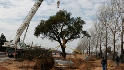 Polémica en Argentina por el traslado de un árbol de casi 300 años