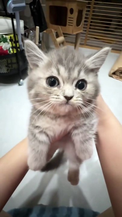 aaaa, aaaaaa, aaaaaa!