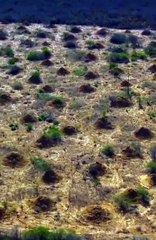 An ancient termite mega city in Brazil_ a colony that_s estimated to be 4_000 years old and covers a