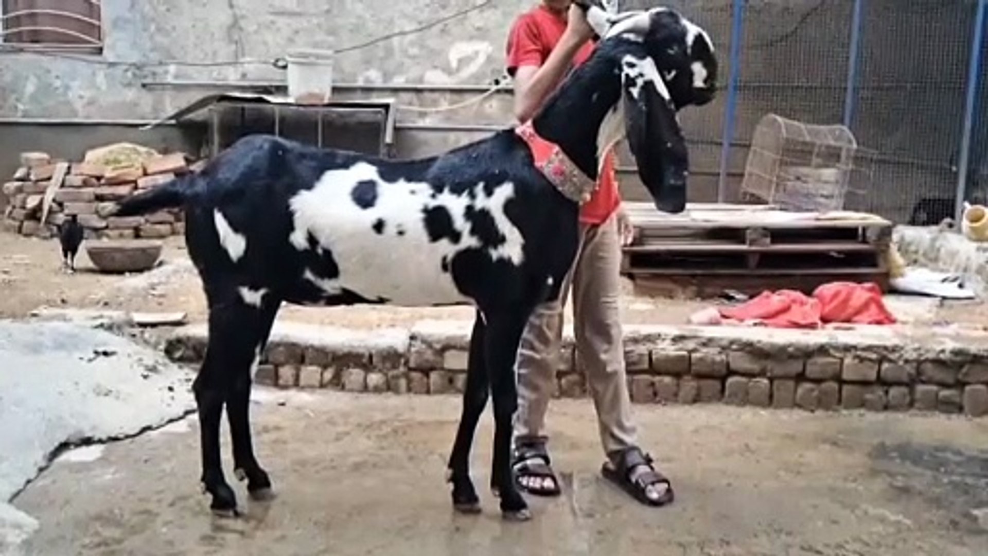 ⁣Amartasri Beetal Goat/Beetal Goat/Long Heighted Goat/Female Goat/Jambu Size Goat/Full Size Goat/Cute