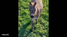 Funny Donkey Moments You Never Expected! 🤣 Funniest Animal Videos
