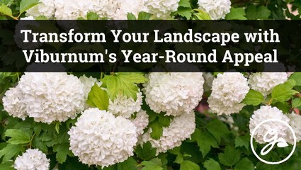 Transform Your Landscape With Viburnum | Stunning Garden Shrub Ideas