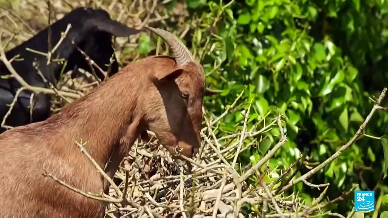Cabras contra incendios: pastoreo para crear cortafuegos naturales en Cataluña