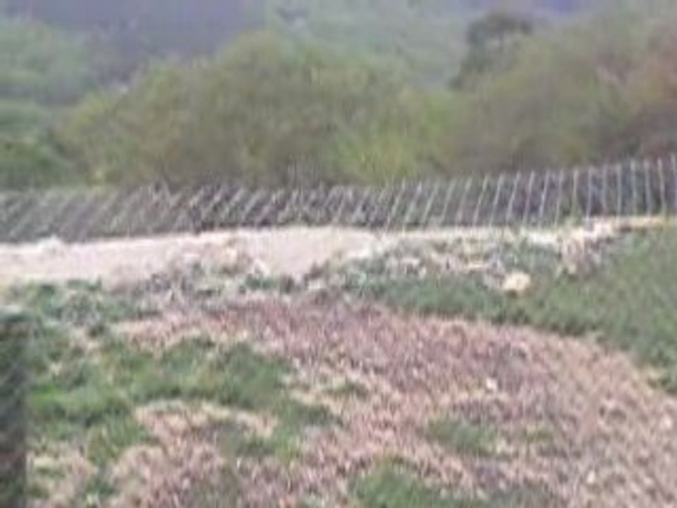 Les loups du Gévaudan