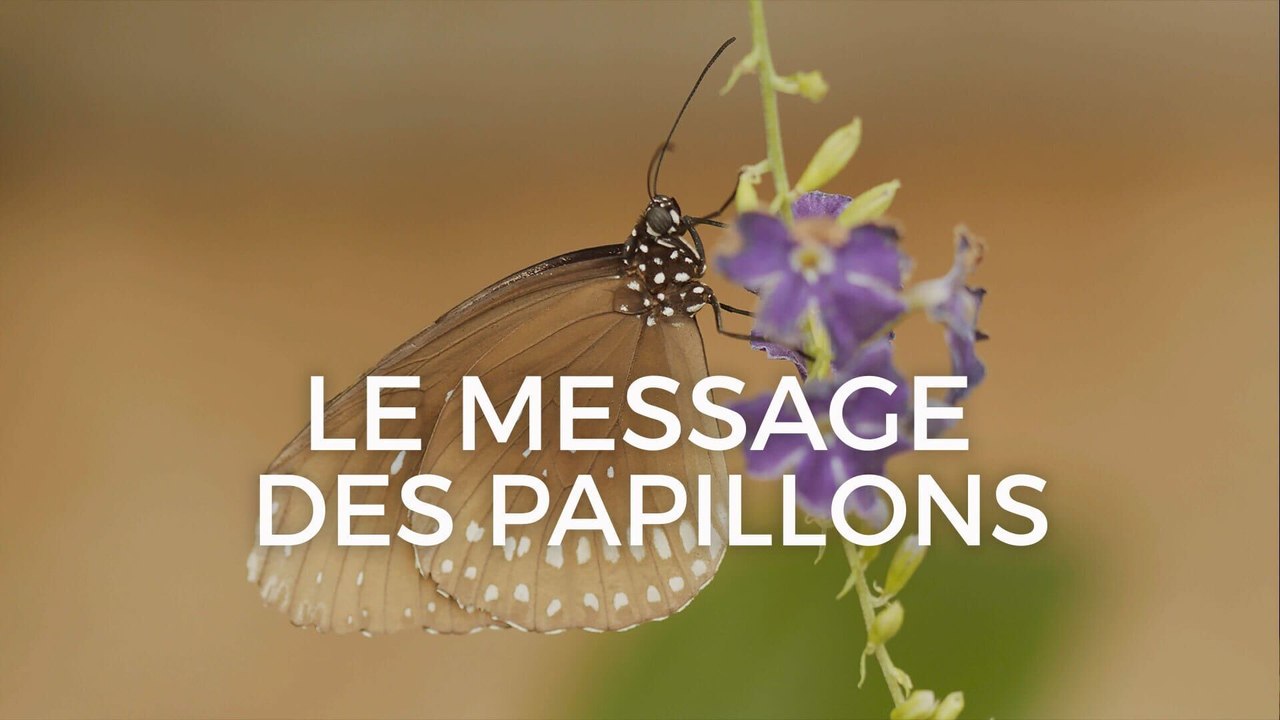 Le message des papillons