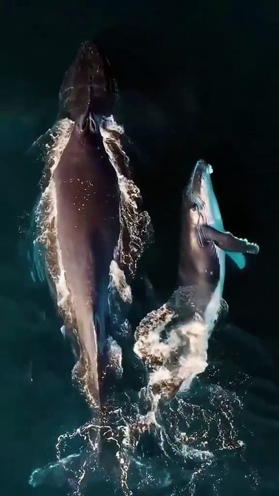 Whales..