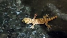 kertenkeleyi hayata döndürdüm