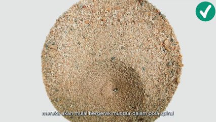 Undur-undur: kehidupan di bawah pasir, dari larva menjadi "capung"part 4