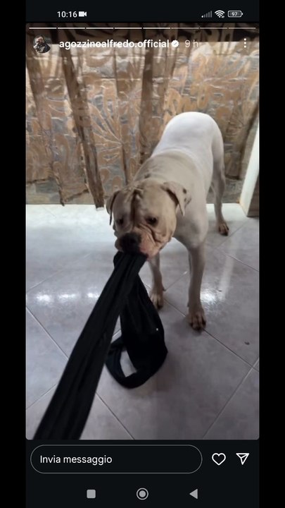 agozzinoalfredo i miei cani vogliono giocare