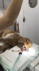 Ringo a du tartre 🦷