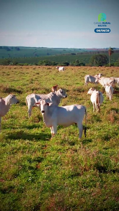 ¿Nelore con manchas rojas y con manchas negras?
