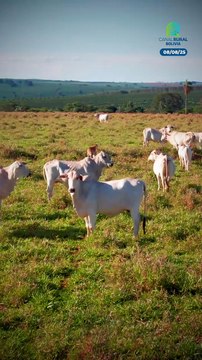 ¿Nelore con manchas rojas y con manchas negras?