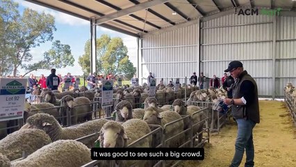 'Good times ahead' for Glenlea Park Poll Merinos