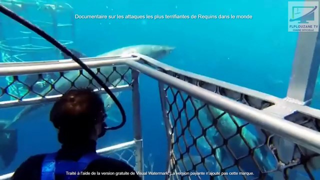 Animaux : Zapping sauvage des attaques de requins les plus terrifiantes