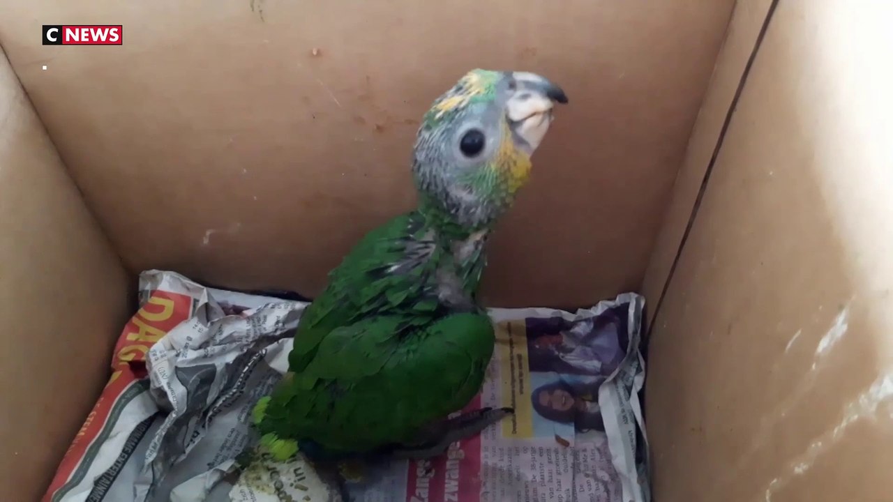 Espèces protégées : la douane lutte contre le trafic