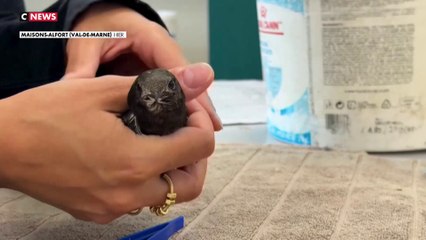 Canicule : une association vient en aide à la faune sauvage