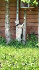 Maine Coon Pasha is hunting a squirrel 2025