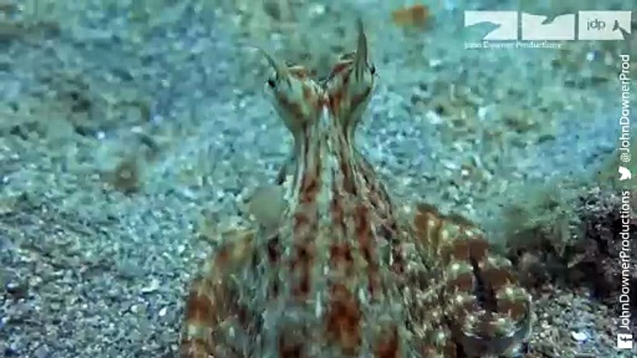 Octopus Mimics Robotic Octopus Transparent Kayak Hits Different In Deep Water Atlantic ocean View