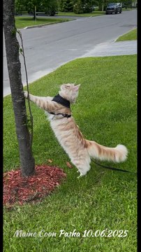 Maine Coon Pasha's first attempts to climb a tree (1)