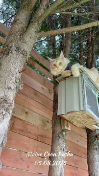 Maine Coon Pasha climbed a tree to catch a squirrel