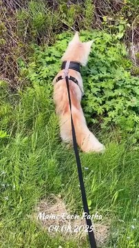 Maine Coon Pasha is hunting something, he is scared when the car is moving for now (2)