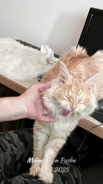 Maine Coon Pasha bites like a Lion but he does it for joy but it also hurts