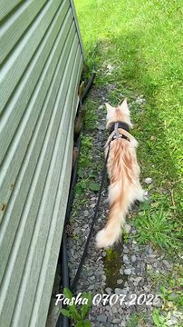 Maine Coon Pasha is incredible, when you tell him to come here, he comes like a dog (1)