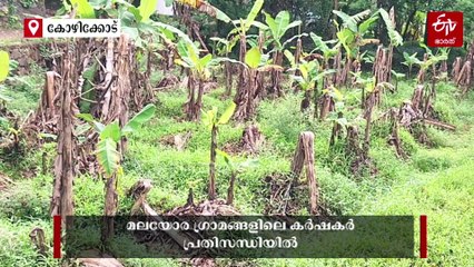 തോരാപ്പെയ്‌ത്തില്‍ പ്രതീക്ഷകള്‍ മങ്ങി; വ്യാപക കൃഷി നാശം സമ്മാനിക്കുന്നത് വറുതിയുടെ ഓണം, ദുരിതം വിവരിച്ച് കർഷകർ
