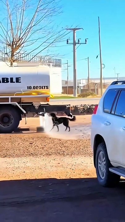 Dogs are always looking for ways to cool down. 🤣🤣