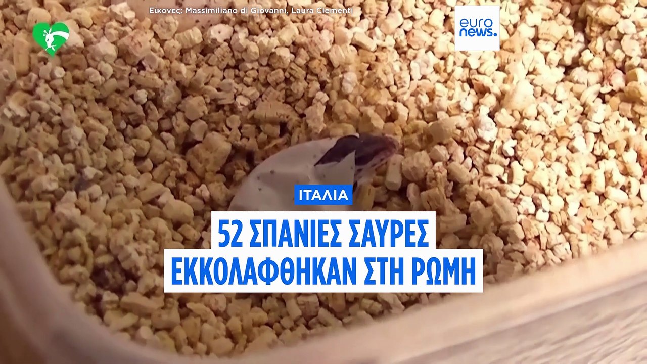 Ιταλία: 52 σπάνιες σαύρες από τα Αιολικά Νησιά...