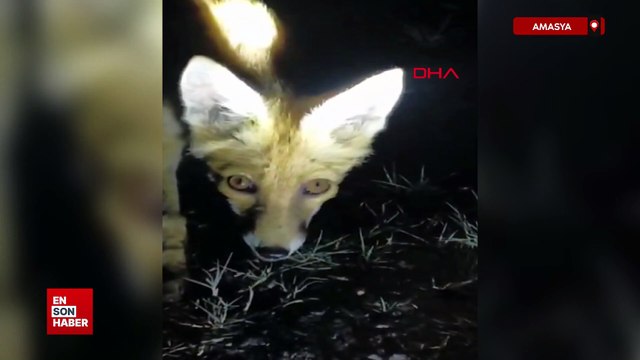 Amasya'da tilkiyi eliyle besledi