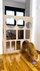 Cat Cardboard Challenge Wall 😼