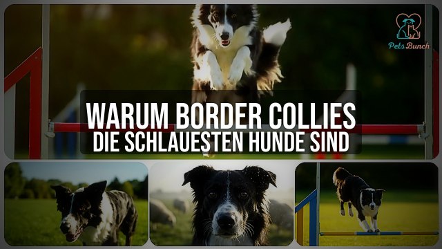 Warum Border Collies die schlauesten Hunde sind