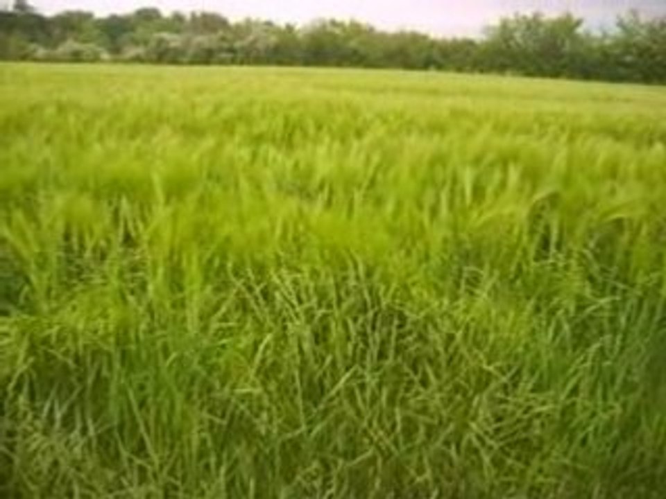 Dakota dans les champs