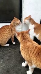 The Battle of the Three Cats