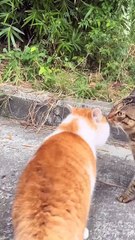 How do you feel about seeing such animals?