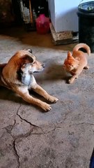 How do you feel about seeing such animals?